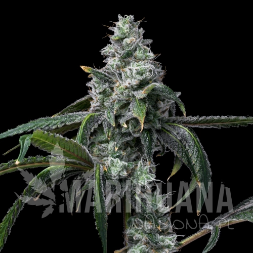 UK-Cheese-x-Hollywood-cookies-seeds-web-18.webp