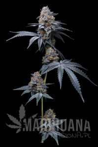  Cookies x Hollywood - COOKIES SEEDS