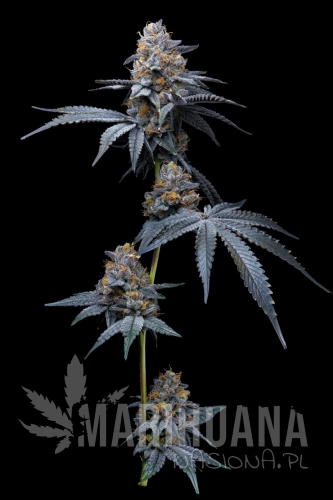 Trop-Cookies-x-Hollywood-cookies-seeds4.webp