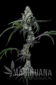 UK Cheese x Hollywood - COOKIES SEEDS