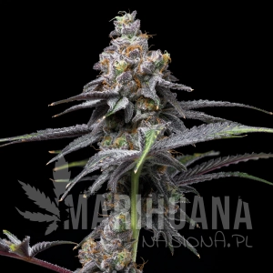 Wet Wet - COOKIES SEEDS