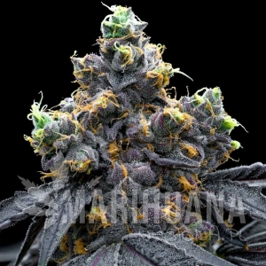 White Runtz x Hollywood - COOKIES SEEDS