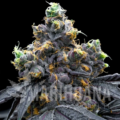 white-runtz-x-hollywood-seeds-cookies.jpg
