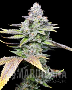 White Sherb - COOKIES SEEDS