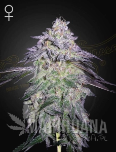 Nori Cake - GREEN HOUSE SEEDS