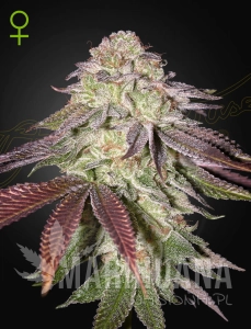 Sugarlato Auto - GREEN HOUSE SEEDS