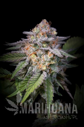 Highway-66-Cola.webp