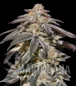 Apple Bananas - 00 SEEDS BANK