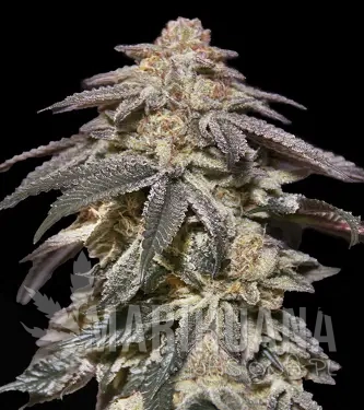 auto-apple-bananas-strain-00-seeds-hanfsamen-weed-semillas-cannabis-graines.webp