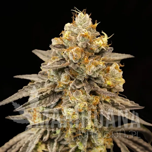 auto-biscotti-zkittlez_19934_20240604091845057803_.webp