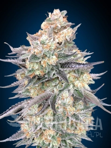 Blue Dream Auto - 00 SEEDS BANK