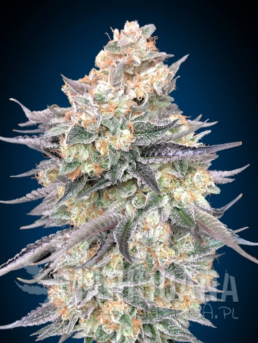 blue-dream-nasiona.jpg