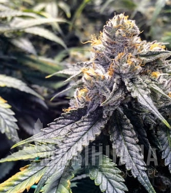 bubbas-gift-00-seeds-hanfsamen-weed.jpg
