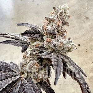 Ben & Gary's - EXOTIC GENETIX