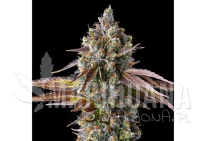 Strawberry Skrilla - COMPOUND GENETICS
