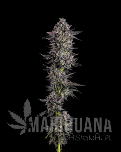 The Scrooge - COMPOUND GENETICS