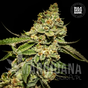 Auto Bruce Banner #5 - BULK SEED BANK