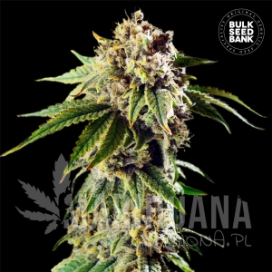 Auto Dosidos Rocketos - BULK SEED BANK