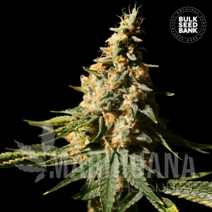Auto Extra Mintz - BULK SEED BANK