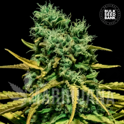 Auto-Hell_Bells_OG.jpg