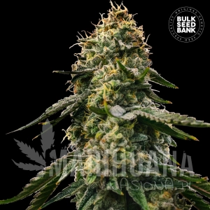 Auto Runtz Gluntz - BULK SEED BANK