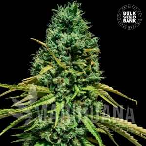 Hell Bells OG - BULK SEED BANK