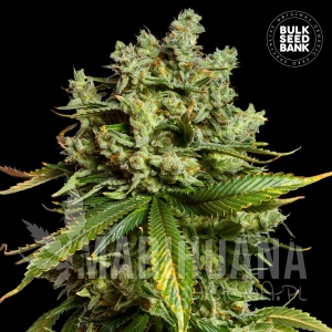 Mimosa Famosa - BULK SEED BANK
