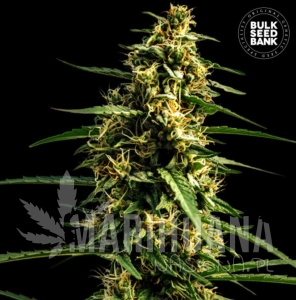 Runtz Gluntz - BULK SEED BANK