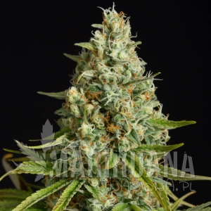 Amnesia Lemon - SILENT SEEDS