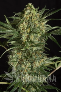 Critical + 2.0 - SILENT SEEDS
