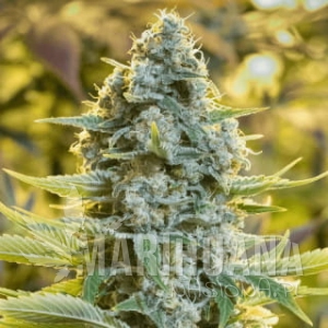 Critical Jack - SILENT SEEDS