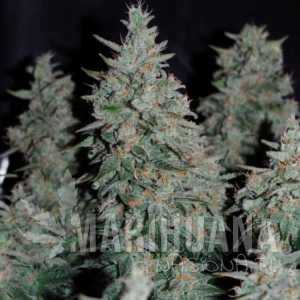 Critical Jack Auto - SILENT SEEDS