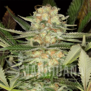 Critical Mango - SILENT SEEDS