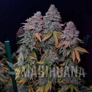 Gorilla Frost - SILENT SEEDS