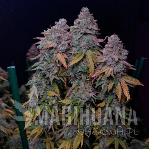 gorilla-frost.jpg