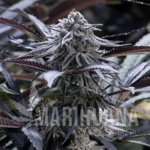 Grape Juice - SILENT SEEDS