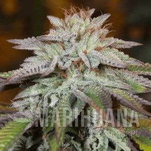 L.A. Vanilla Cake Auto - SILENT SEEDS