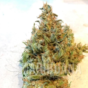 Lemon Sorbet - SILENT SEEDS