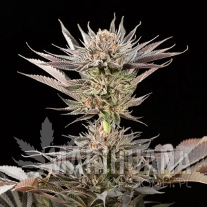 Lemon Tree 2.0 - SILENT SEEDS