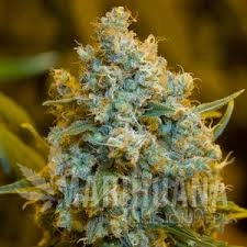 Moby-Dick-Silent-Seeds.jpg