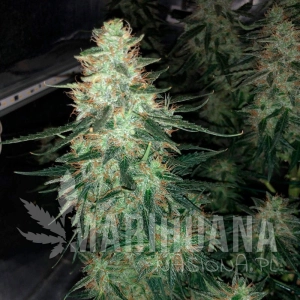 Moby Dick Auto - SILENT SEEDS