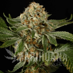 OG Kush - SILENT SEEDS