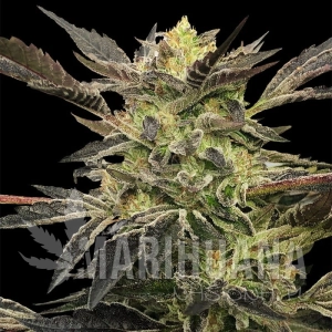Pink Sunset Auto - SILENT SEEDS