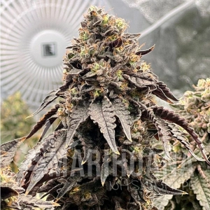 Polar Gelato - SILENT SEEDS