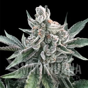Polar Gelato Auto - SILENT SEEDS