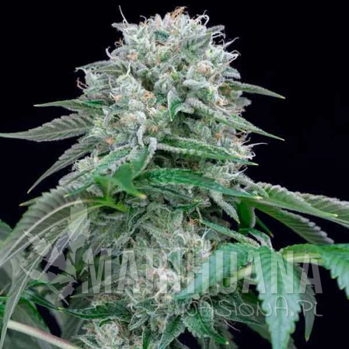 starfireog_1_800x_3.jpg