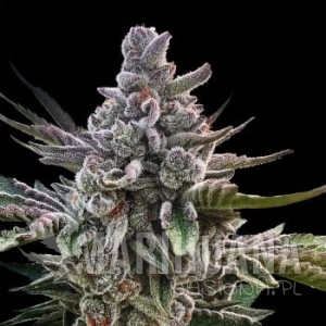 Watermelon Runtz - SILENT SEEDS