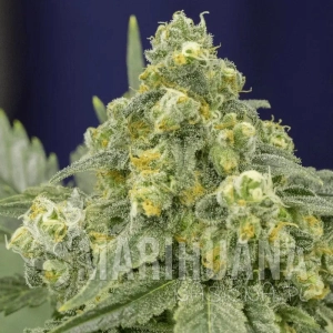 White Widow - SILENT SEEDS