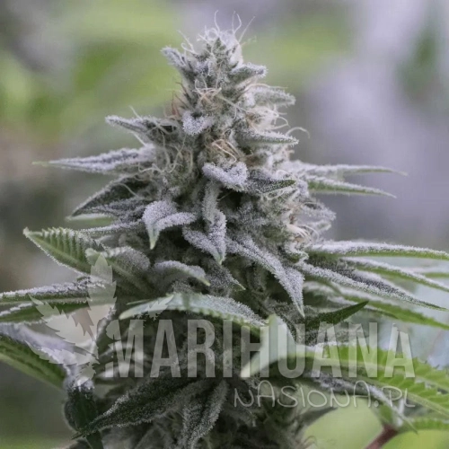 zkittlez-2-0.jpg