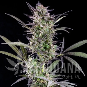 Afghan Auto
